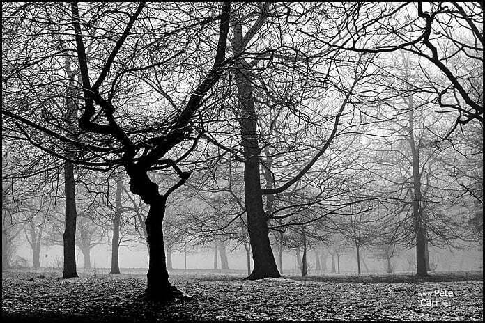Winter fog in Sefton Park