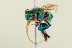 Close up of a iridescent blue and green bee with its tongue sticking out. The tongue is longer than its body.