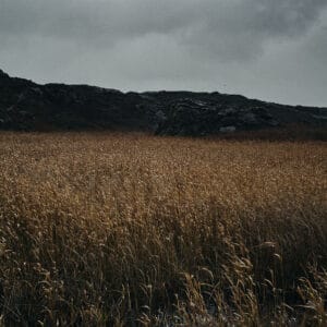A vast field of tall, golden grasses under a moody, overcast sky, with rocky hills in the background.