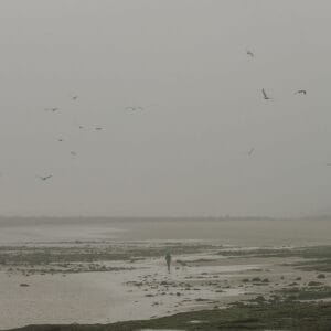 A foggy beach scene with a person walking a dog along the shore, surrounded by scattered rocks and a few birds flying in the grey sky.