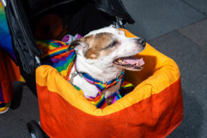 A dog in a stroller at Liverpool Pride, wearing a rainbow tie and surrounded by rainbow colors.